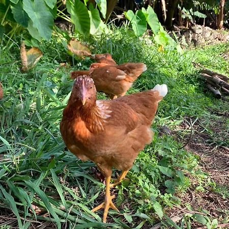 Pico Paraiso Madeira Accommodatie bij particulieren *