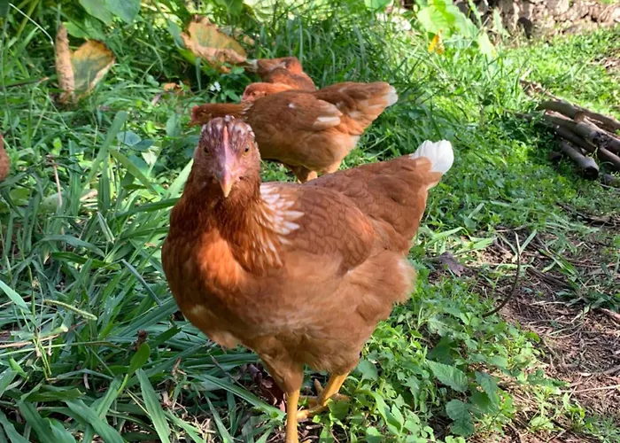 Pico Paraiso Madeira Ubytování v soukromí *